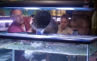 Piranha 3D