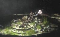 The Last Guardian